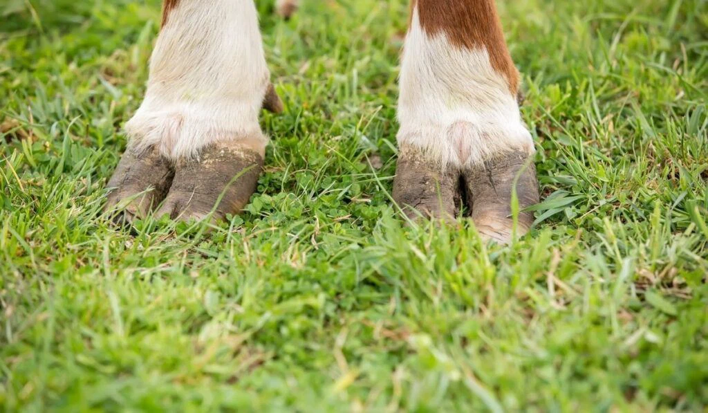 brown-and-white-cows-hooves--1024x597